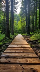 Obraz premium A serene wooden walkway invites exploration through a lush green forest on a sunny day