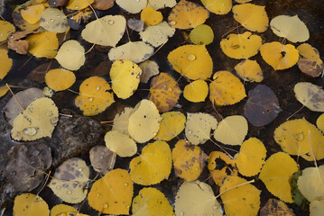 Fall Leaves