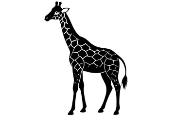 Obraz premium giraffe isolated on white