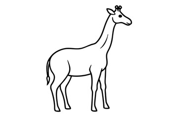 giraffe line art  isolated on white