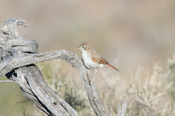 Asian desert warbler (Curruca nana) sitting on an old saxaul tree in natural desert habitats, Kazakhstan