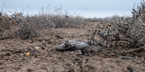 Halys pit viper or Asiatic moccasin (Gloydius halys) frozen in a threatening pose; early April, natural desert habitats of southern Kazakhstan