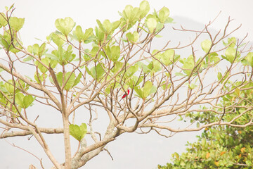Bird Perched in a Leafy Tree on a Misty Day