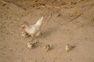 Mother Chicken with Chicks on a Path