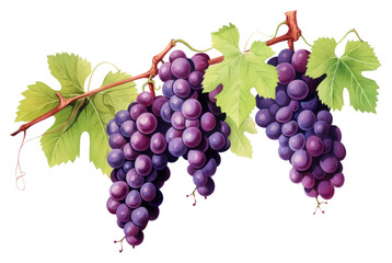 Fototapeta premium PNG Vineyard grapes fruit plant.