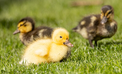 ducklings in the grass