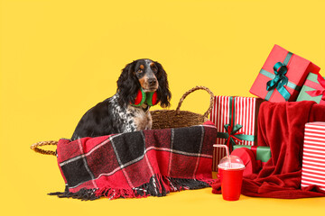 Cute cocker spaniel in basket with Christmas gifts on yellow background