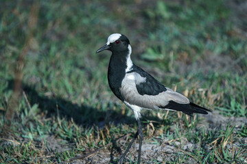 black-winged lapwing bird isolated seen on safari in Botswana