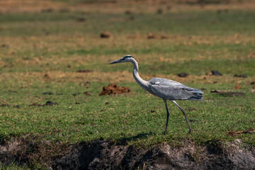 blue heron isolated seen on a grassy field in Botswana Africa