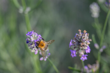 A bee pollinates a lavender flower.
