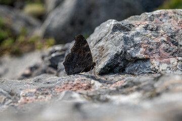 Side view of peacock butterfly butterfly on stone.
