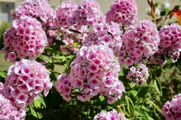 Flowers in the Versailles Garden