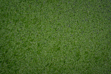 Fototapeta premium Tiny green leaves of a floating plant. 