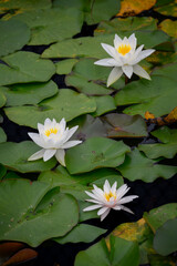 White water lily flower and green leaves.
