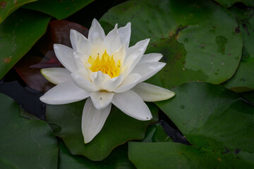 White water lily flower and green leaves.
