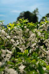 COFFEE FLOWERS BLOSSOMING ON A SUSTAINABLE FAIR TRADE COFFEE FARM IN BRAZIL
