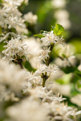 COFFEE FLOWERS BLOSSOMING ON A SUSTAINABLE FAIR TRADE COFFEE FARM IN BRAZIL