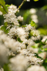 COFFEE FLOWERS BLOSSOMING ON A SUSTAINABLE FAIR TRADE COFFEE FARM IN BRAZIL