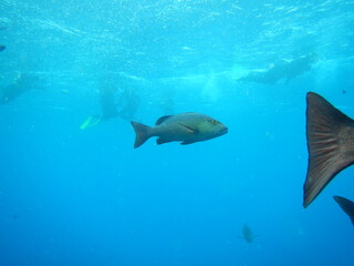 fish - great barrier reef
