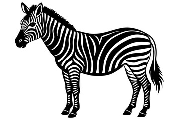 zebra isolated on white