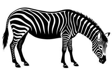zebra vector illustration
