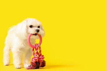 Cute Bolognese dog with rope toy on yellow background