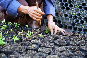 Farmer transplanting young seedlings Sweet William garden spring environment nature, hand agriculture, environment growth