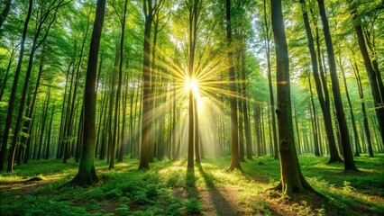 Lush green forest with sunlight shining through tall trees