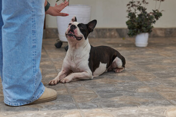 Boston Terrier, pet in obedience, receiving the order to crouch given by the trainer