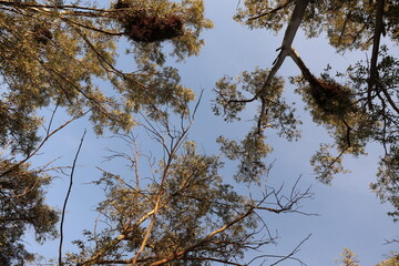 copas de arboles