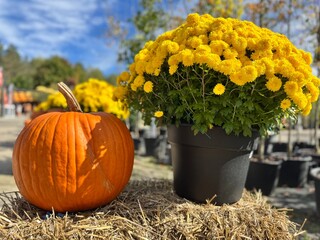 Pumpkins at a fair in Canada on Halloween