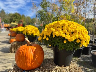 Pumpkins at a fair in Canada on Halloween