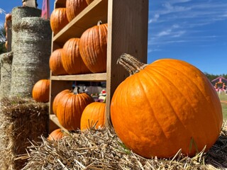 Pumpkins at a fair in Canada on Halloween