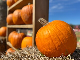 Pumpkins at a fair in Canada on Halloween
