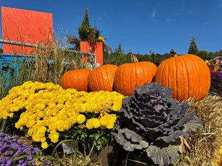 Pumpkins at a fair in Canada on Halloween