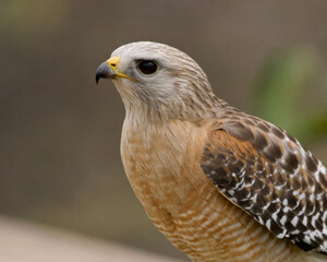 Portrait of a Red Shouldered Hawk at the Wakodahachee Wetlands in Delray Beach Florida.
