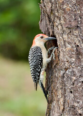 Red Headed Woodpecker clinging to q tree 2ith a hollow which must contani breakfastlunch and dinner, at the Green Cay Nature Center in Delray  Beach Florida.