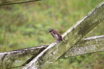 ave pardal – Passer domesticus 