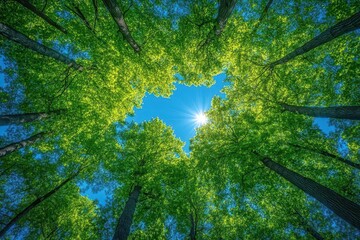 Fototapeta premium perspective view of towering trees in a lush forest their vibrant green tops forming a canopy against the clear blue sky inviting a sense of peace and connection with nature