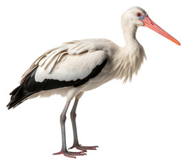 PNG White stork animal bird white background.