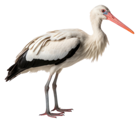 PNG White stork animal bird white background.