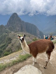 Obraz premium alpaca in the mountains, Machu Picchu 