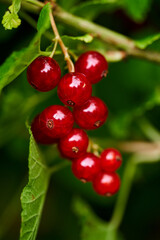 Branch of ripe red currant in a home garden