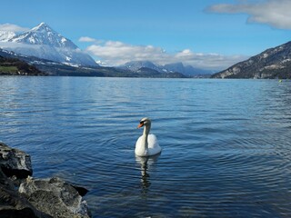 Swan on the lake
