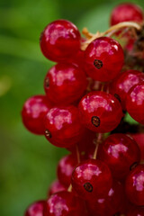 Branch of ripe red currant in a home garden