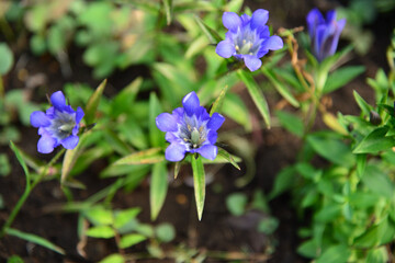 リンドウ、向島百花園にて