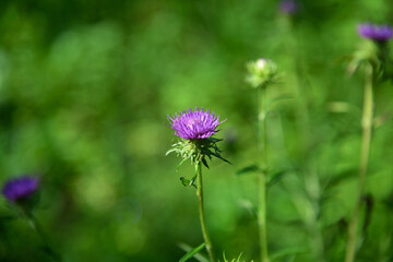 アザミ、向島百花園にて