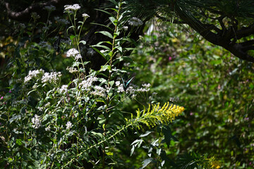 花と蝶、フジバカマとアゲハ蝶、向島百花園にて