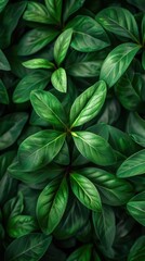 Close-up of vibrant green leaves creating a lush display in summer sunlight