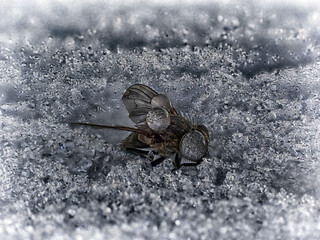 Fly in ice